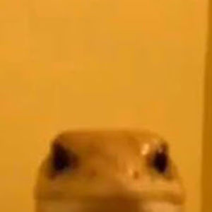 Meet your Posher, Carson